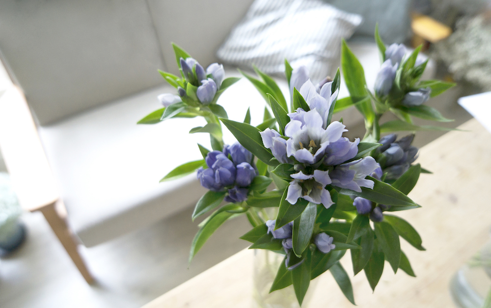 大象席地而坐 一隅有花 龍膽花